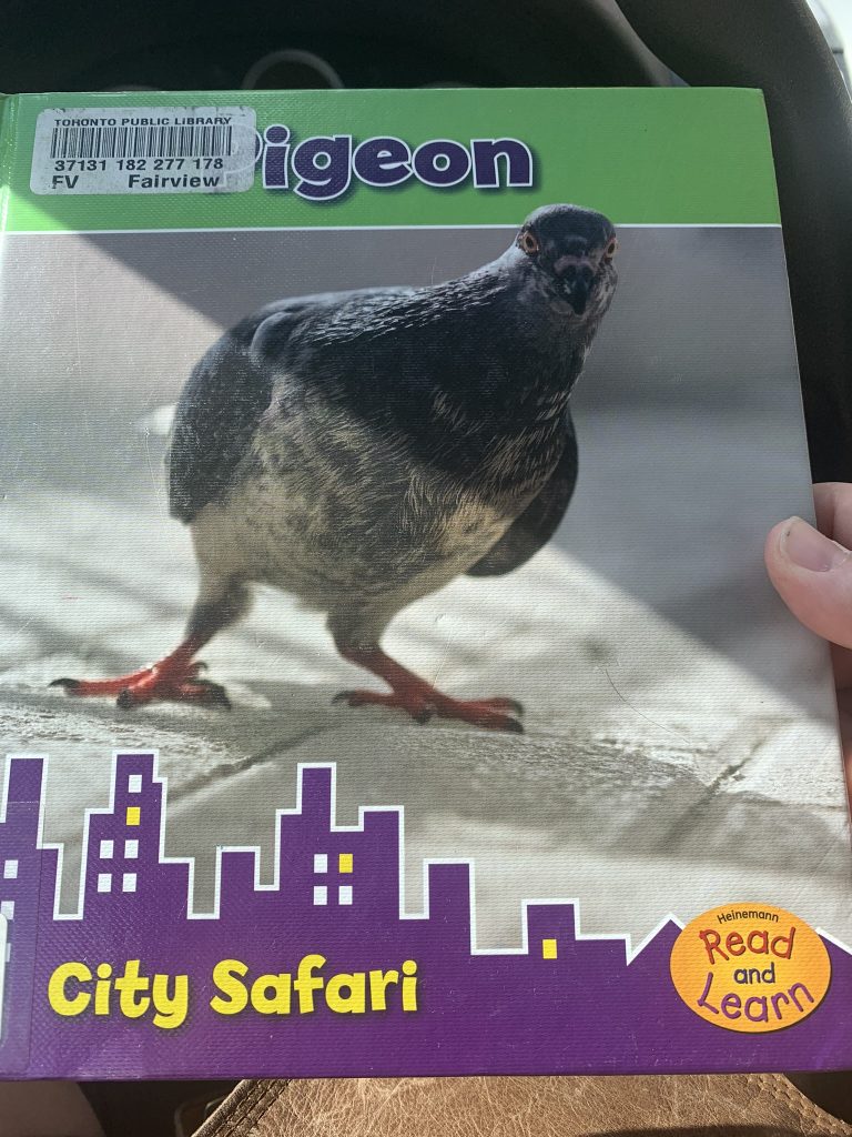 Pigeon - City Safari