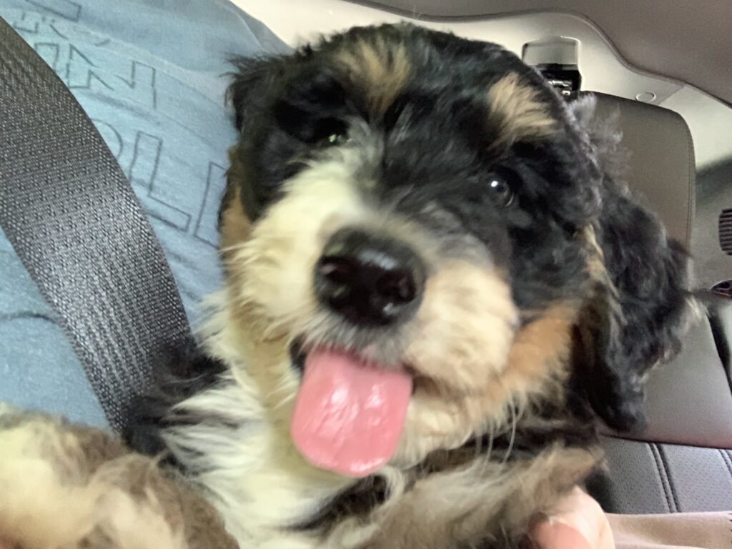 bernedoodle puppy's face takes up most of the photo - he's sticking his tongue out.