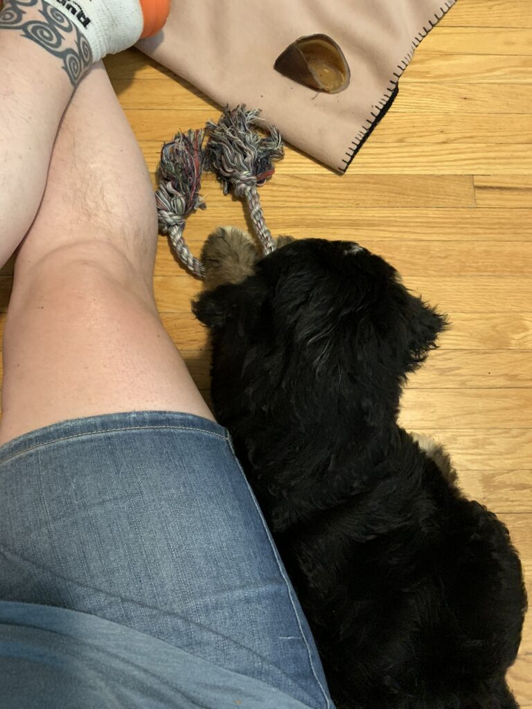 bernedoodle puppy lying beside pale, slightly hairy legs; you can see a pale wooden floor.